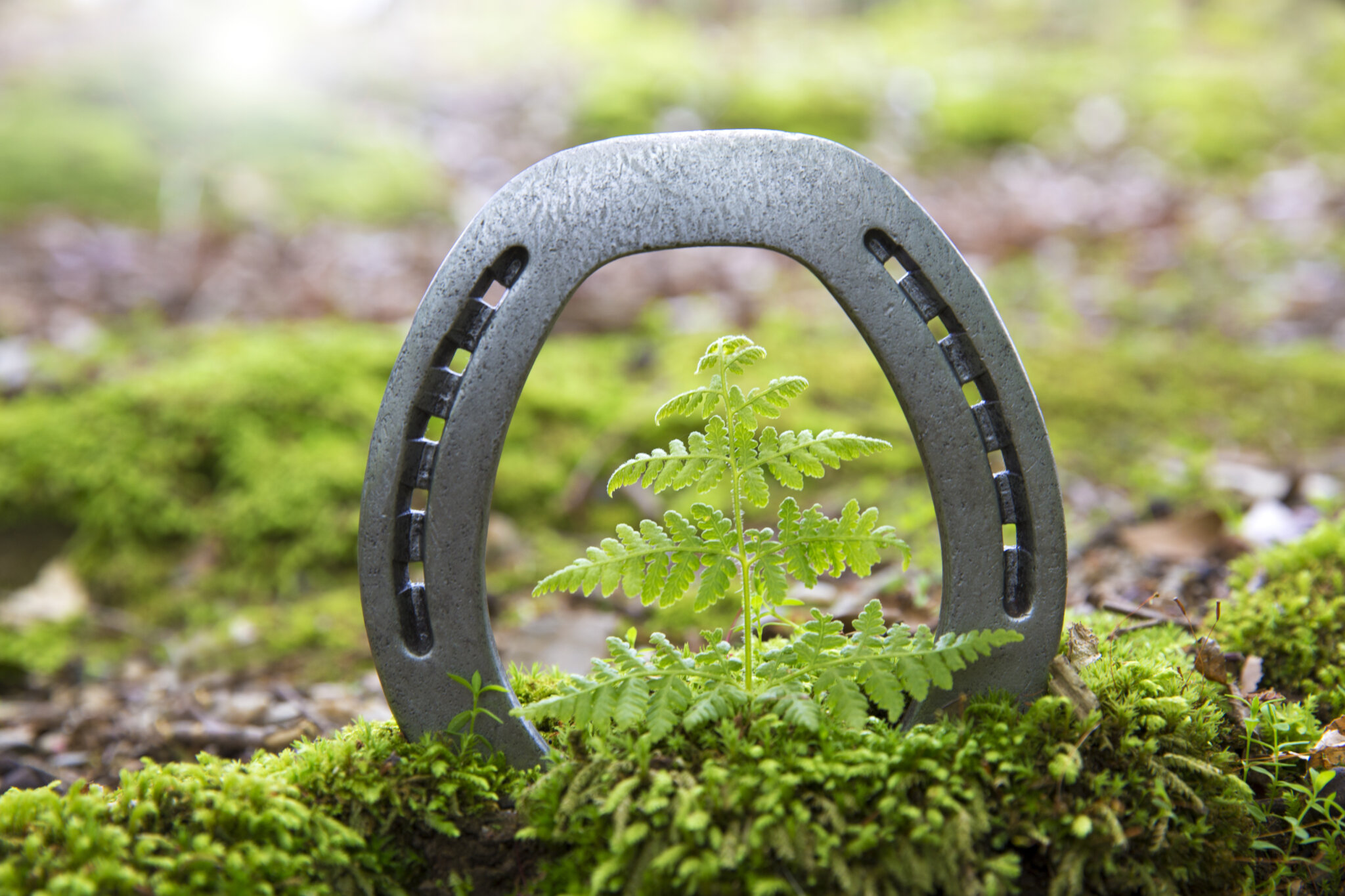 新馬戦　追い切り　調教　評価