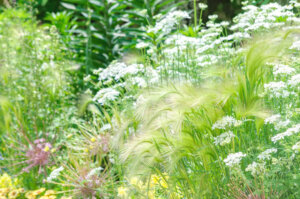 金鯱賞　スプリングS　　評価結果　レース回顧